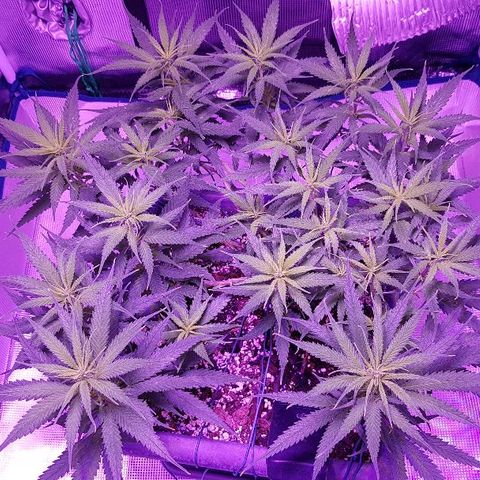 Daworka growlog timeline photo