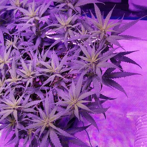 Daworka growlog timeline photo