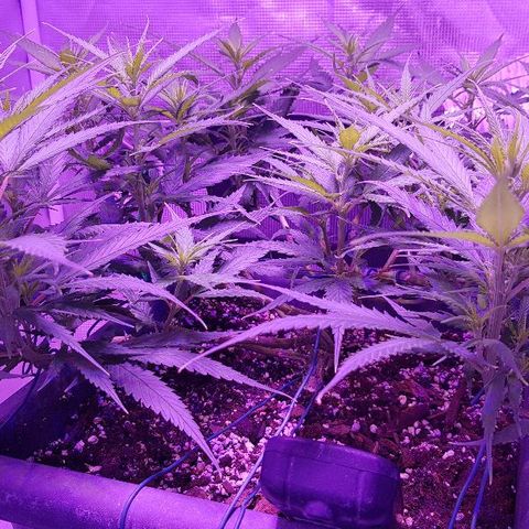 Daworka growlog timeline photo