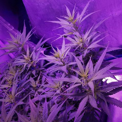 Daworka growlog timeline photo