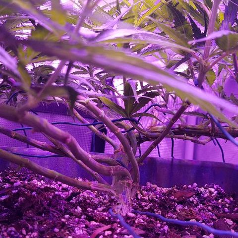 Daworka growlog timeline photo