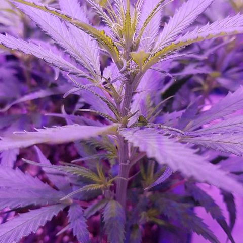 Daworka growlog timeline photo