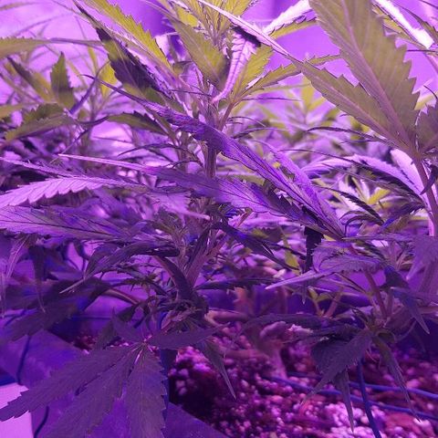 Daworka growlog timeline photo
