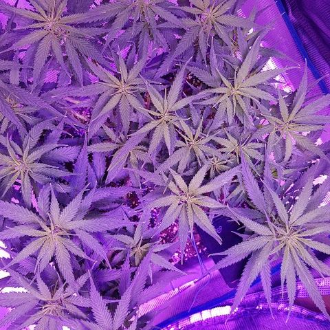 Daworka growlog timeline photo