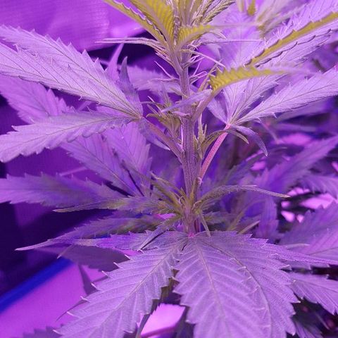 Daworka growlog timeline photo