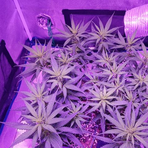 Daworka growlog timeline photo
