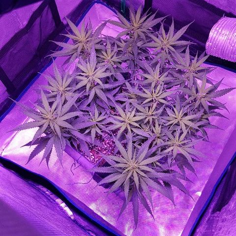 Daworka growlog timeline photo