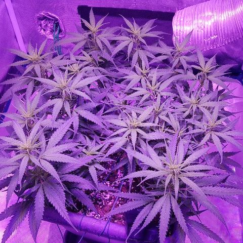 Daworka growlog timeline photo
