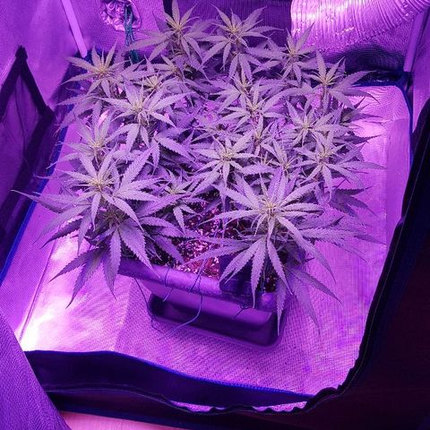 Daworka growlog timeline photo