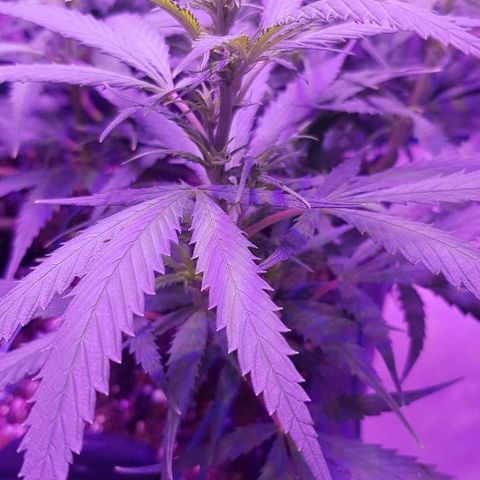 Daworka growlog timeline photo