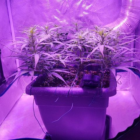 Daworka growlog timeline photo