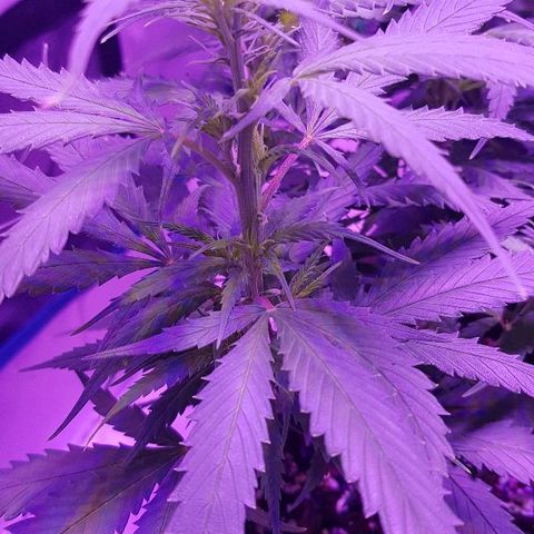 Daworka growlog timeline photo