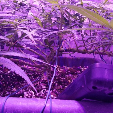 Daworka growlog timeline photo