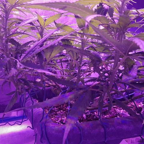 Daworka growlog timeline photo