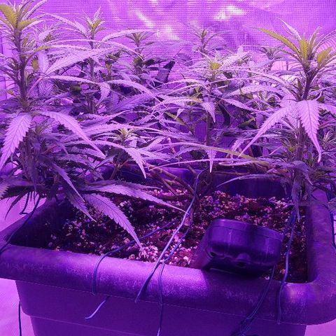 Daworka growlog timeline photo