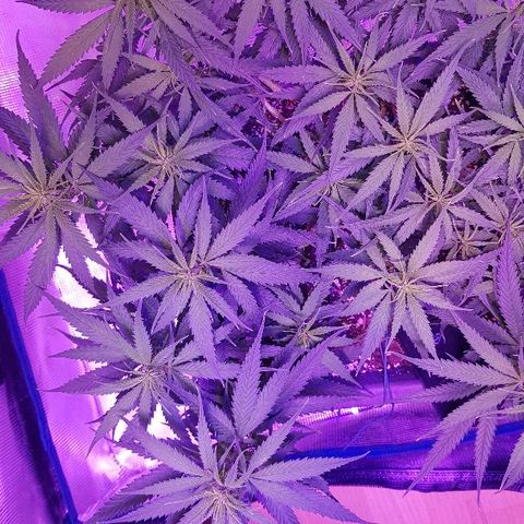 Daworka growlog timeline photo
