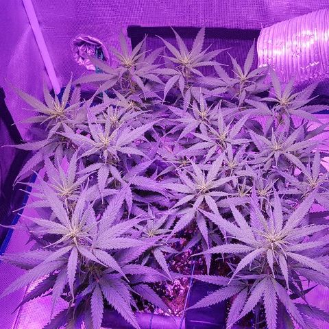 Daworka growlog timeline photo