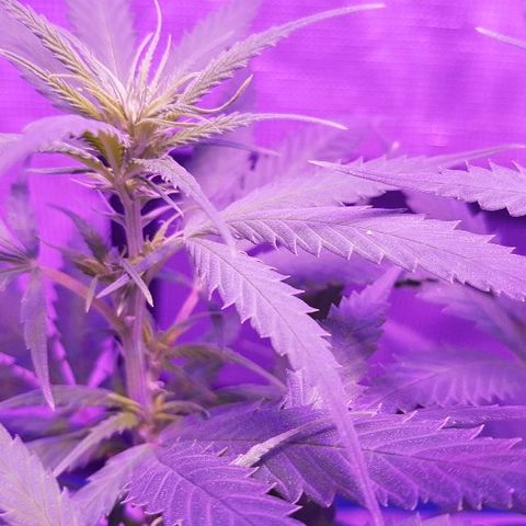 Daworka growlog timeline photo