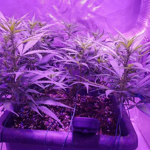 Daworka growlog timeline photo