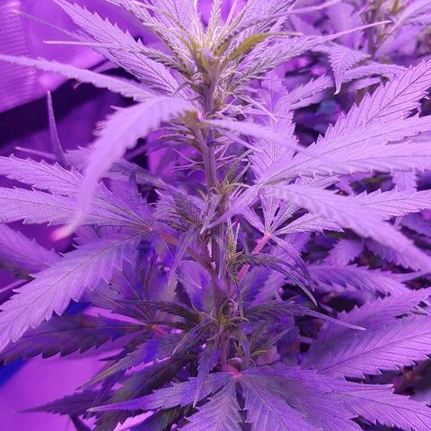 Daworka growlog timeline photo