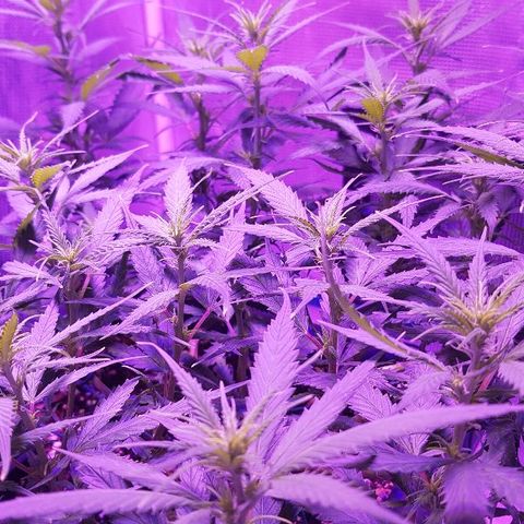Daworka growlog timeline photo