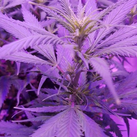 Daworka growlog timeline photo