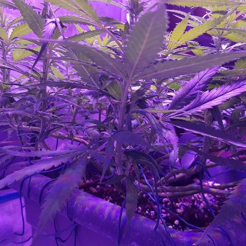 Daworka growlog timeline photo