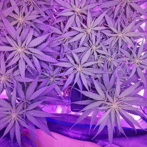 Daworka growlog timeline photo