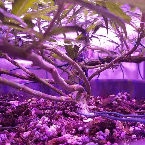 Daworka growlog timeline photo