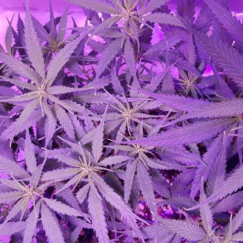 Daworka growlog timeline photo