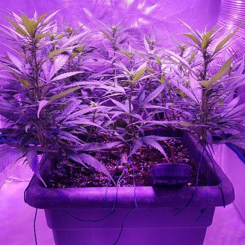 Daworka growlog timeline photo