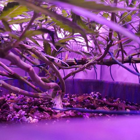 Daworka growlog timeline photo