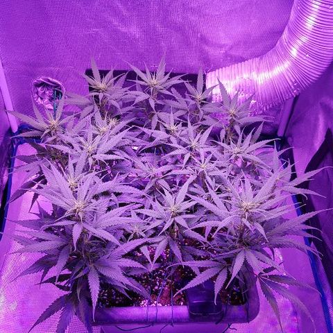 Daworka growlog timeline photo