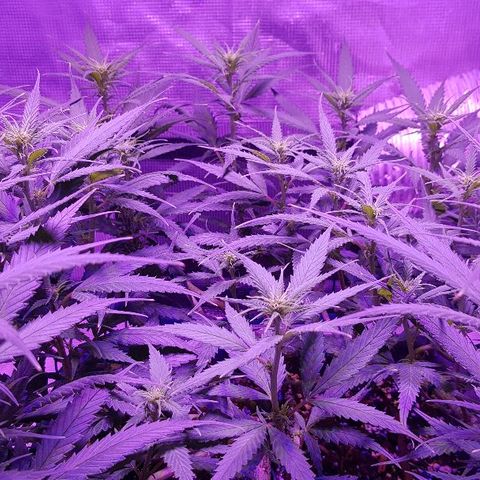 Daworka growlog timeline photo