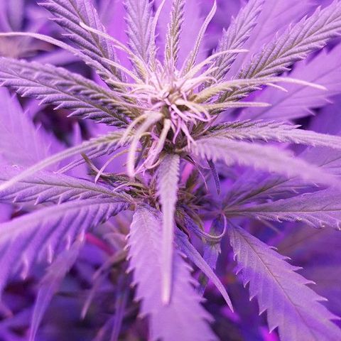 Daworka growlog timeline photo