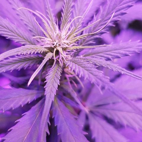 Daworka growlog timeline photo