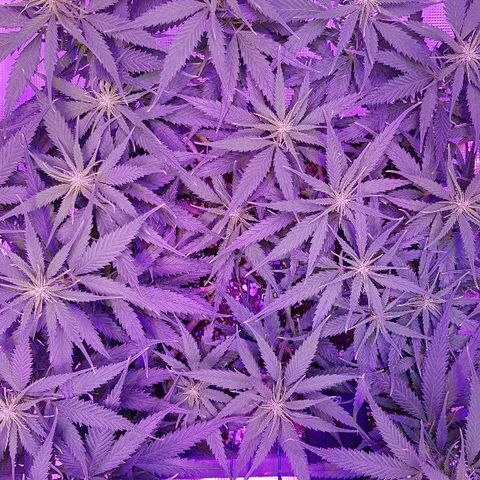 Daworka growlog timeline photo