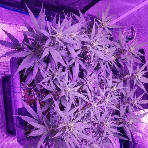 Daworka growlog timeline photo