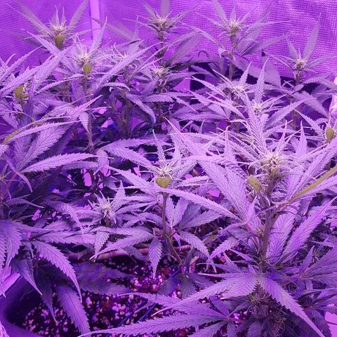 Daworka growlog timeline photo