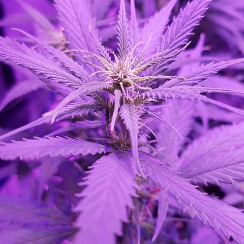 Daworka growlog timeline photo