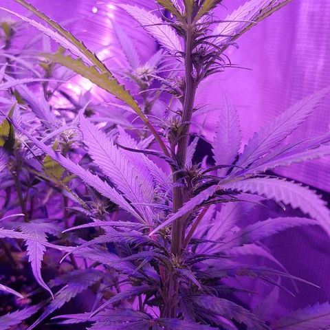 Daworka growlog timeline photo