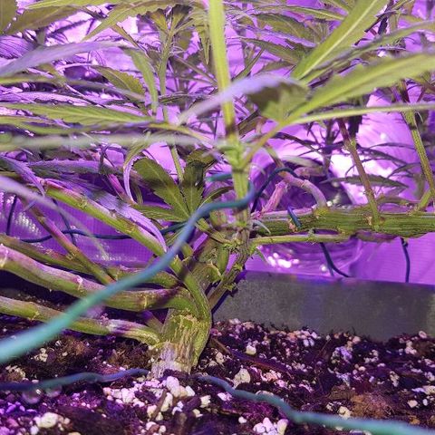 Daworka growlog timeline photo