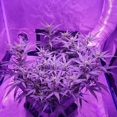 Daworka growlog timeline photo