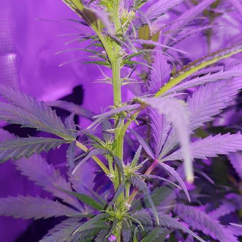 Daworka growlog timeline photo