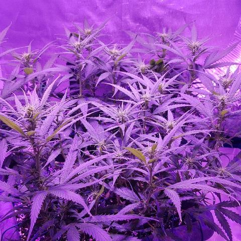 Daworka growlog timeline photo