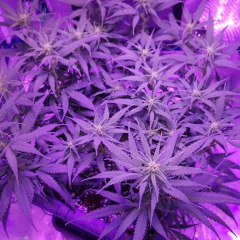 Daworka growlog timeline photo