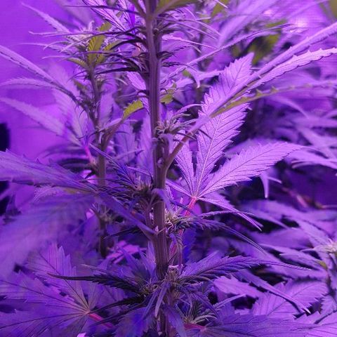 Daworka growlog timeline photo
