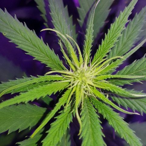 Daworka growlog timeline photo