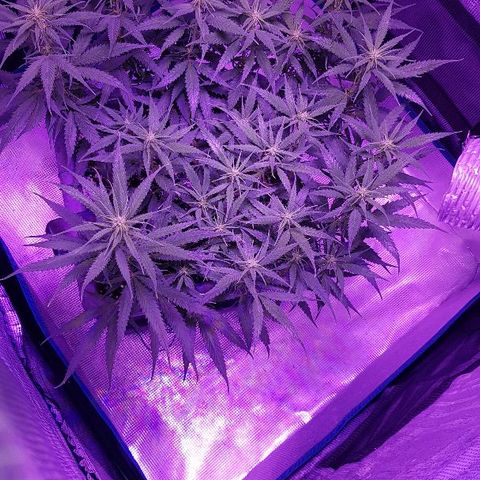 Daworka growlog timeline photo