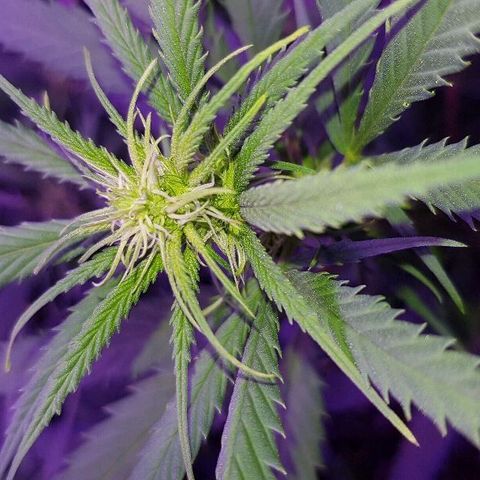Daworka growlog timeline photo